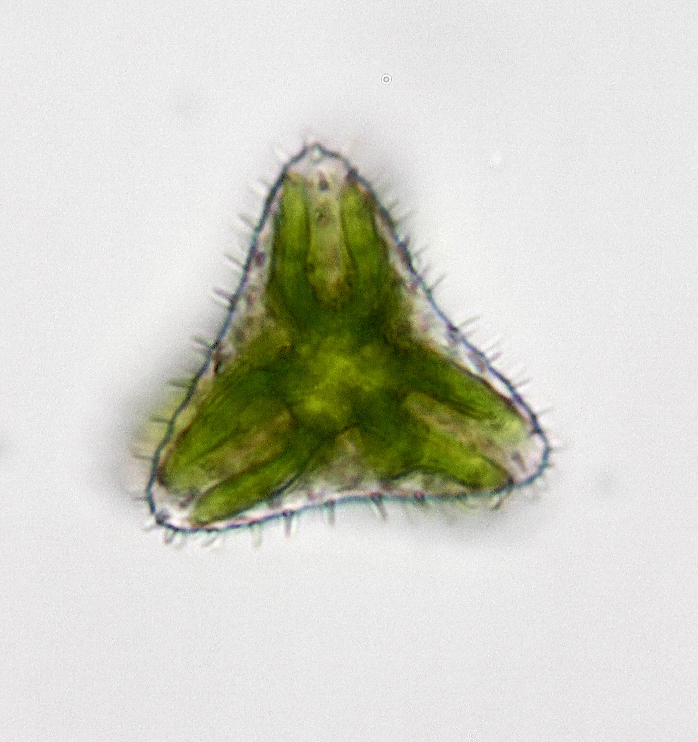 Staurastrum kouwetsii